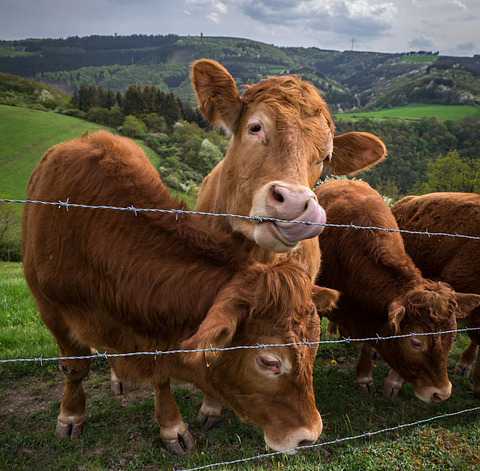 Foto di mucche di fronte un recinto e con dietro una distesa di verde