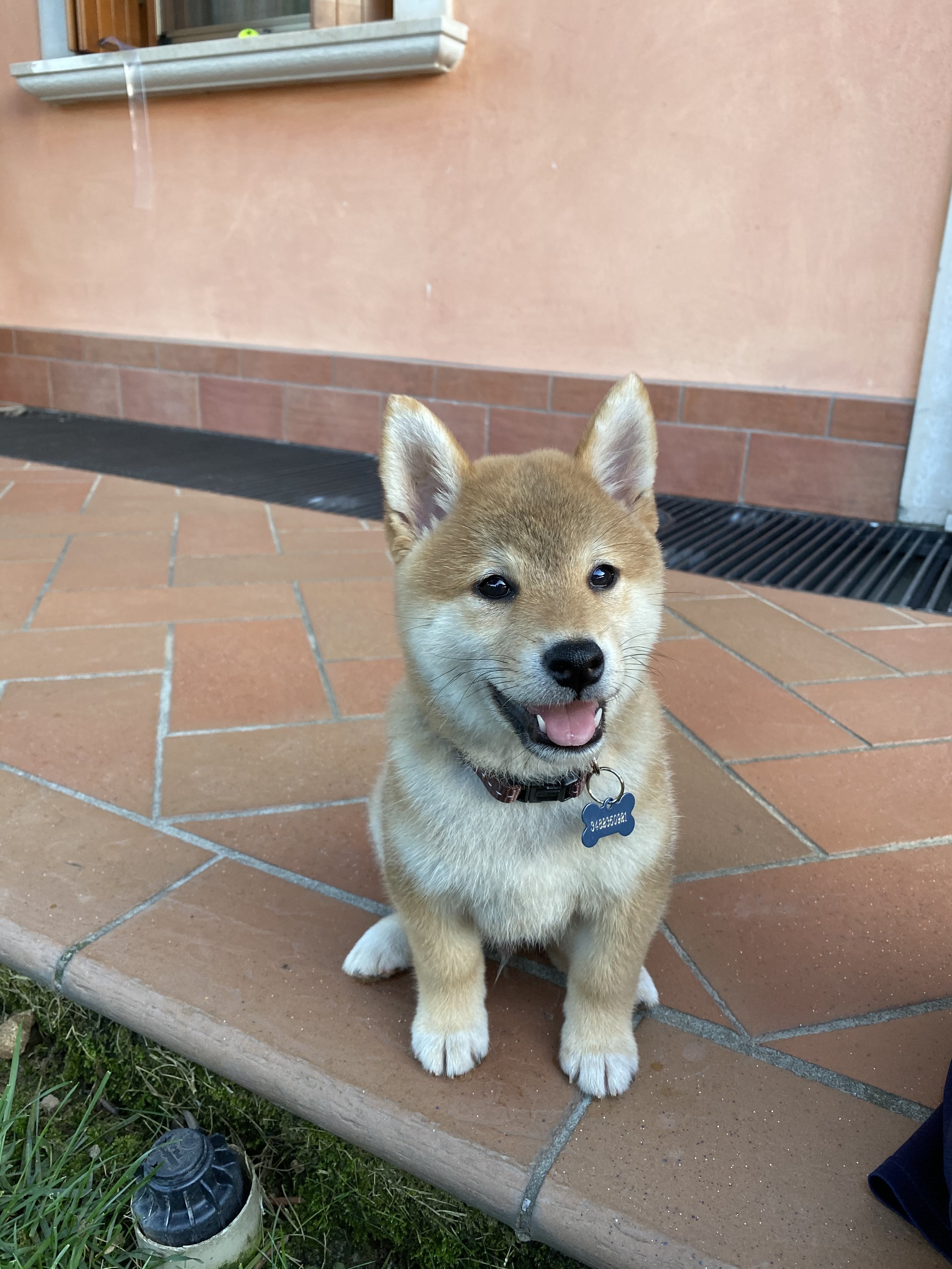 Foto di un cagnolino