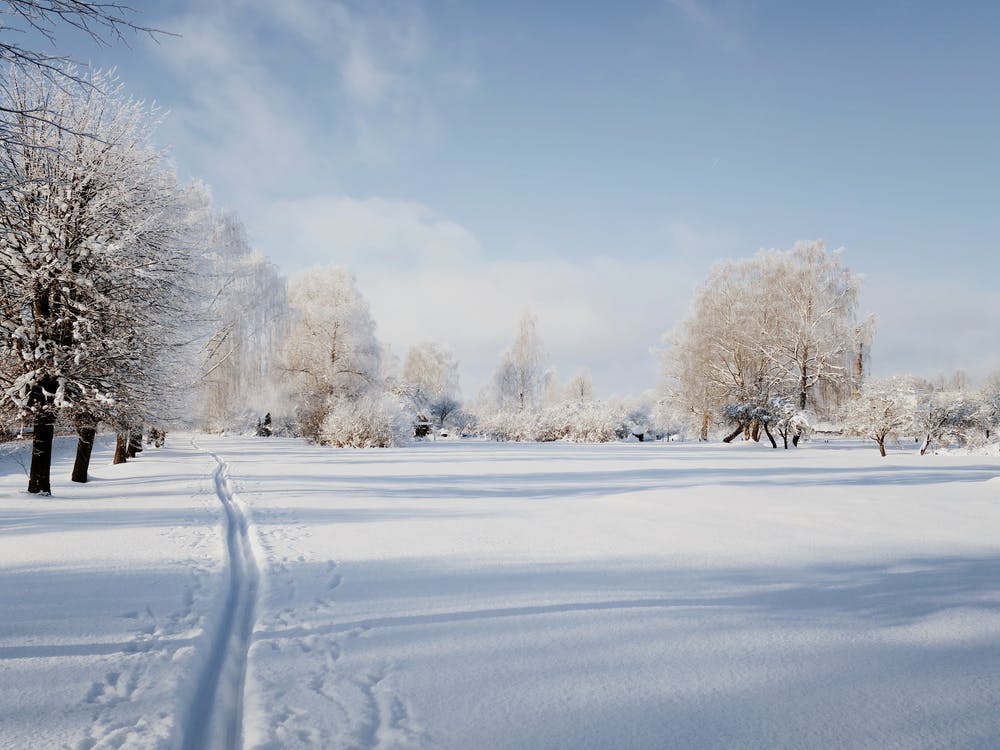 Vista di alberi spogli e coperti di neve su un terreno totalmente innevato