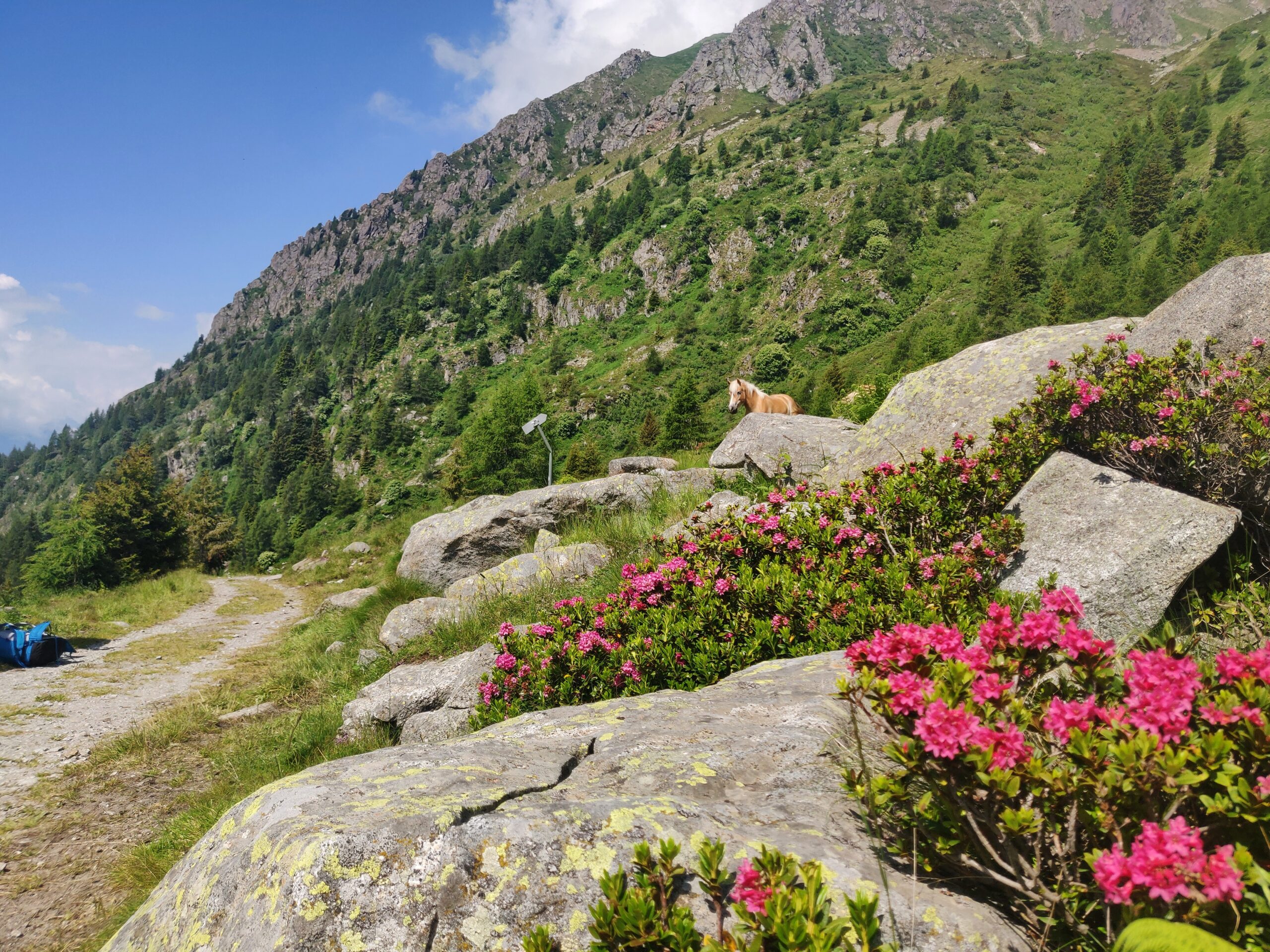 Vista montagna verde coperta di alberi verdi, in primo piano Grandi rocce e piccolo fiori rosa
